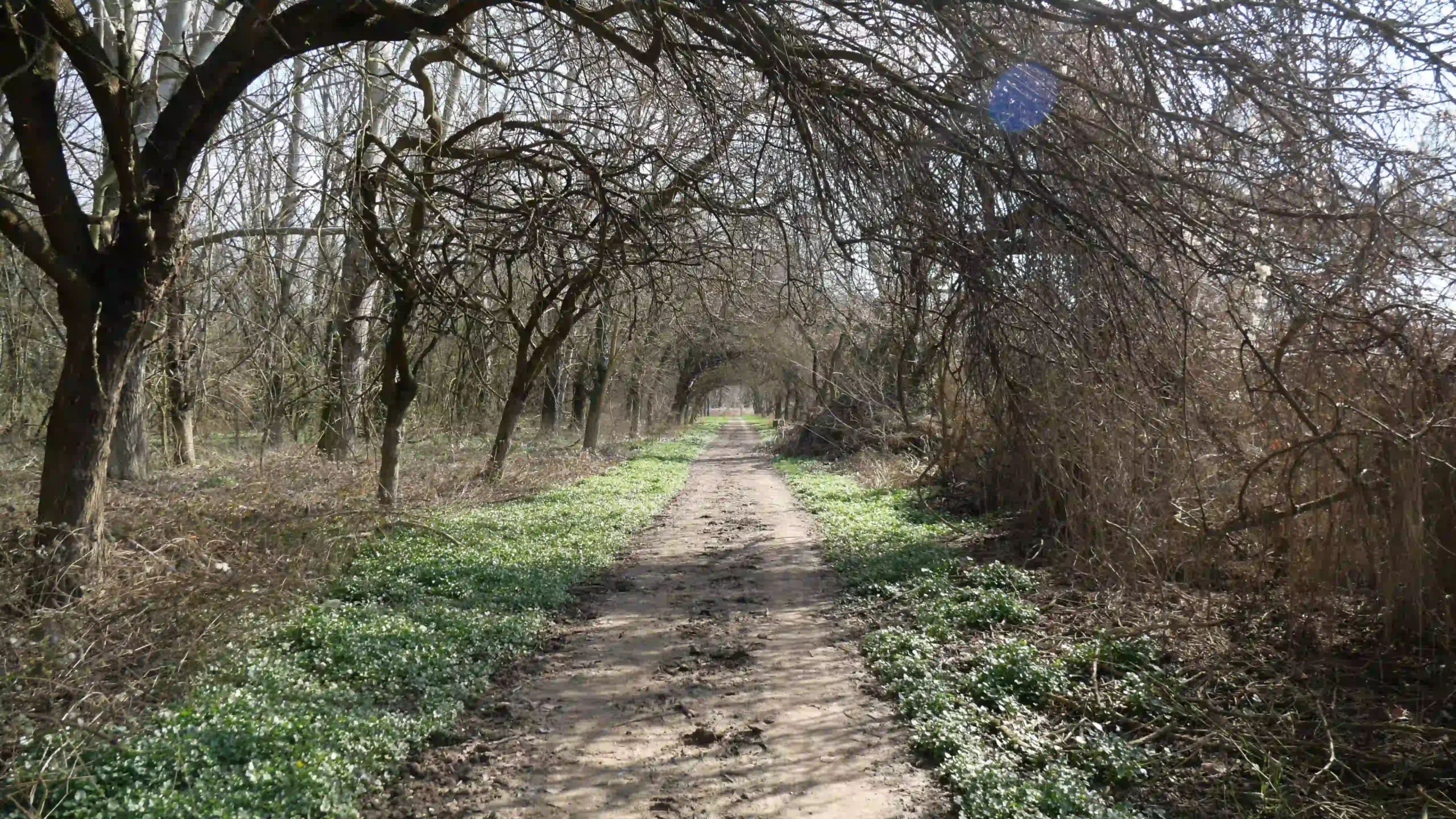 Il percorso sottobosco