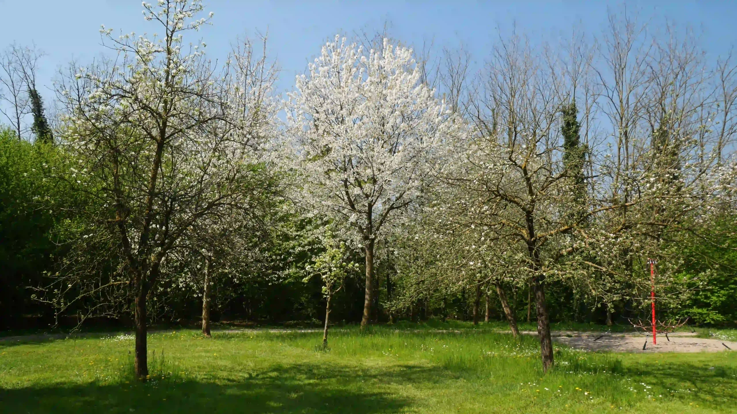 Il frutteto in fiore